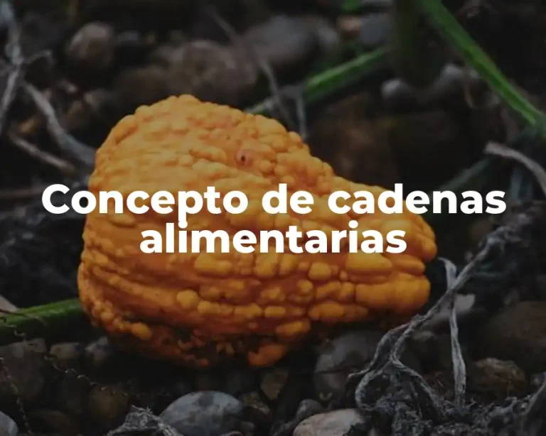 Concepto de cadenas alimentarias