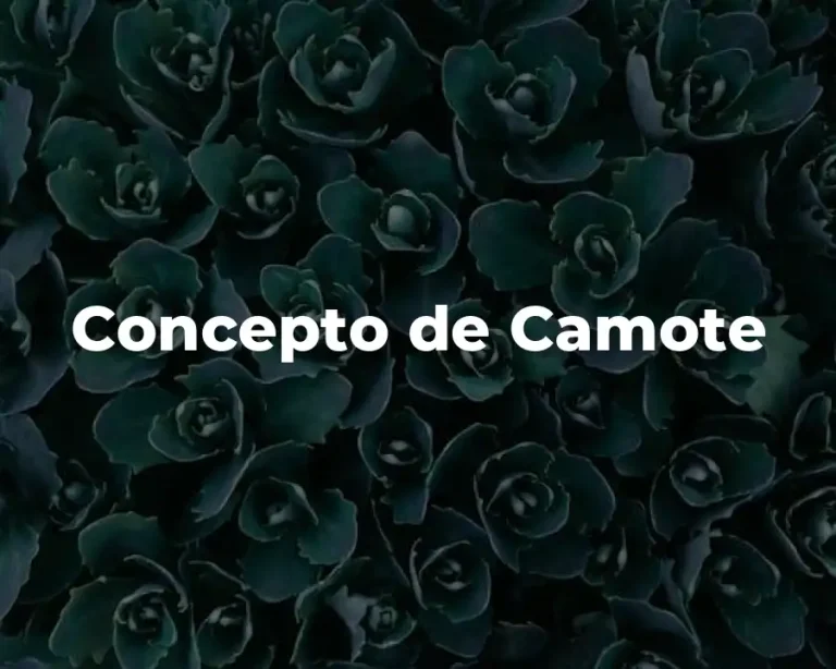 Concepto de Camote