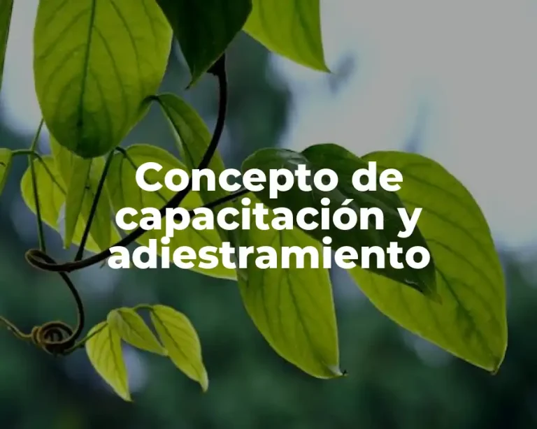 Concepto de capacitación y adiestramiento