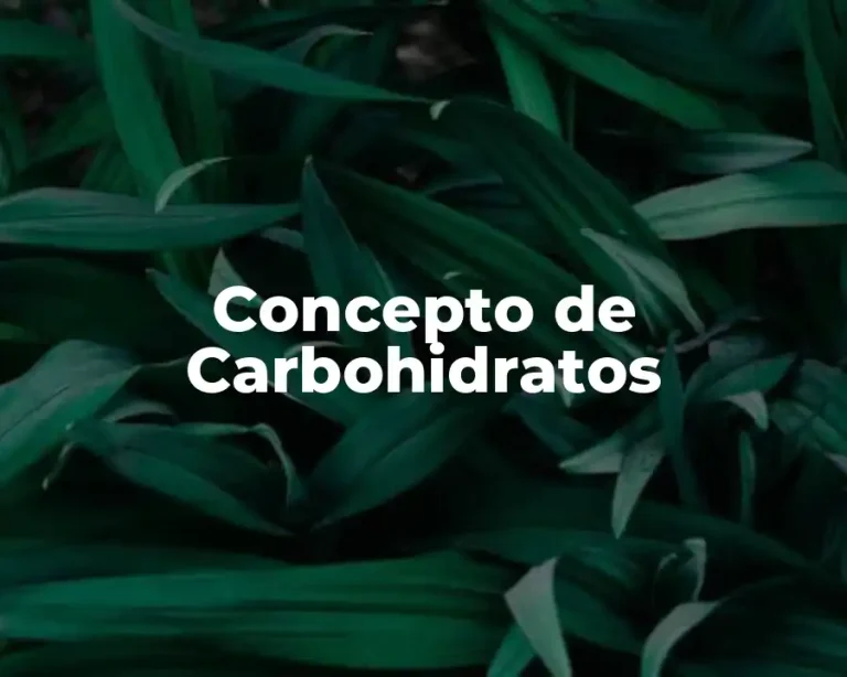 Concepto de Carbohidratos