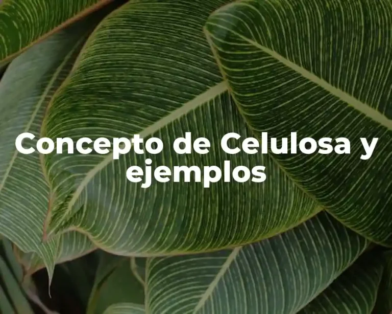 Concepto de Celulosa y ejemplos