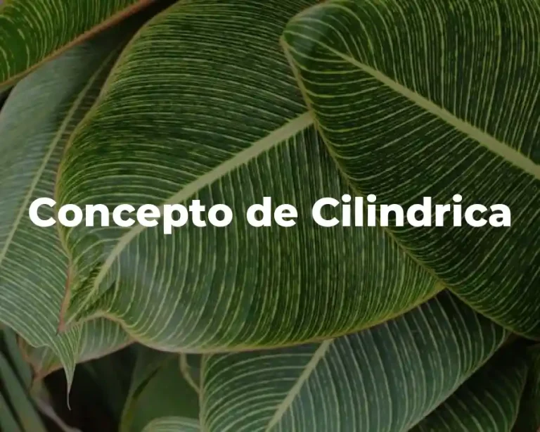 Concepto de Cilindrica
