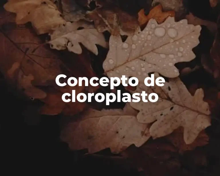 Concepto de cloroplasto