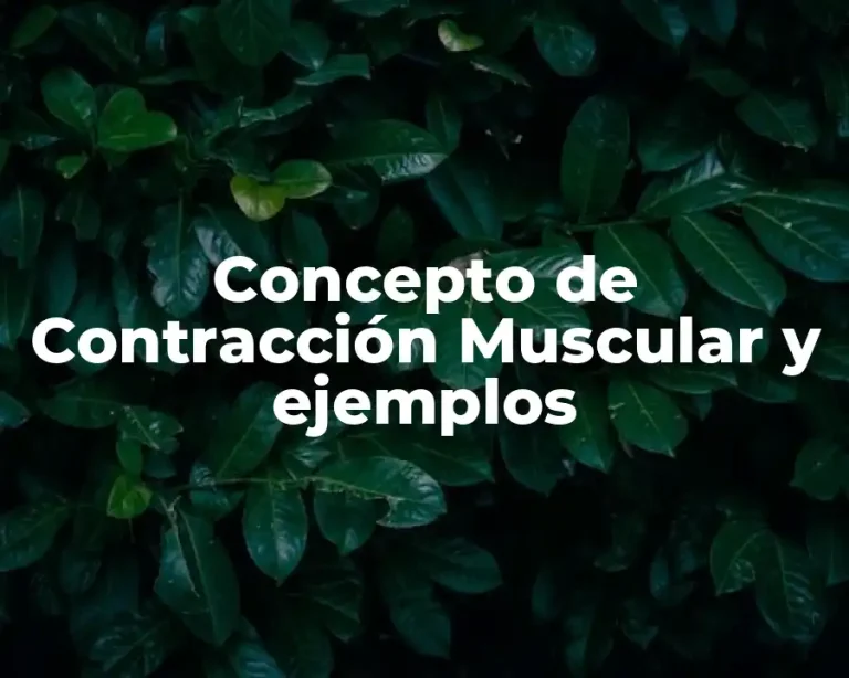 Concepto de Contracción Muscular y ejemplos