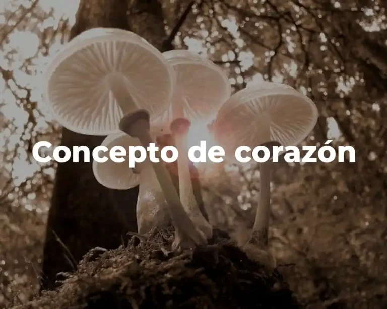 Concepto de corazón