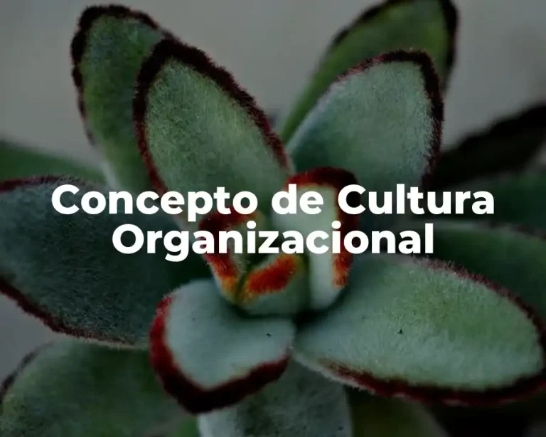 Concepto de Cultura Organizacional