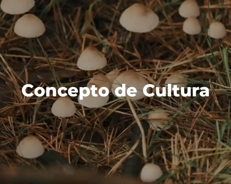Concepto de Cultura