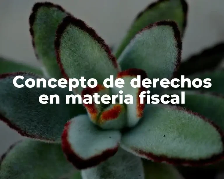 Concepto de derechos en materia fiscal