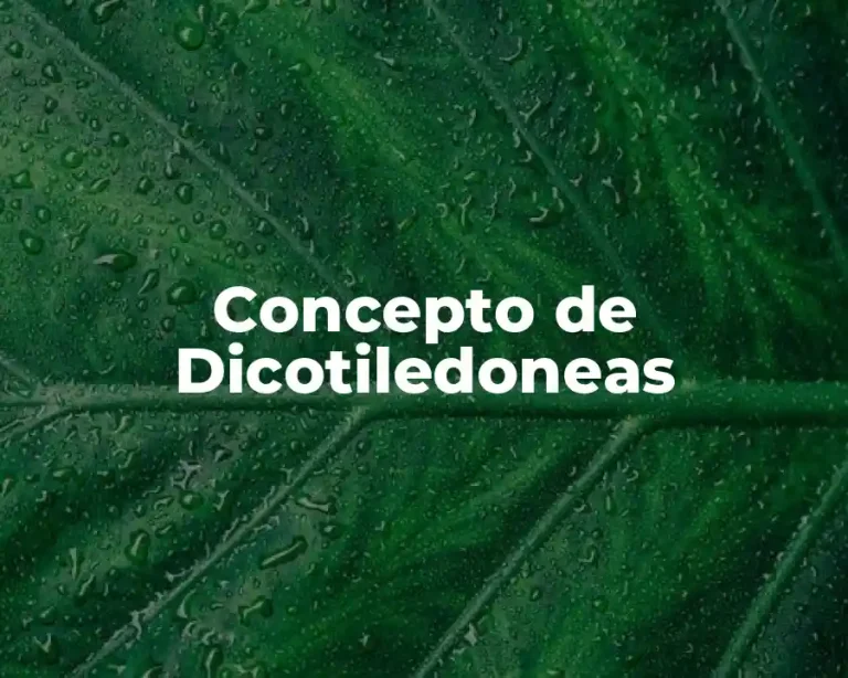 Concepto de Dicotiledoneas