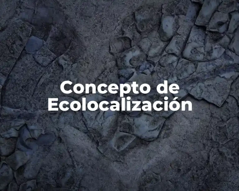 Concepto de Ecolocalización