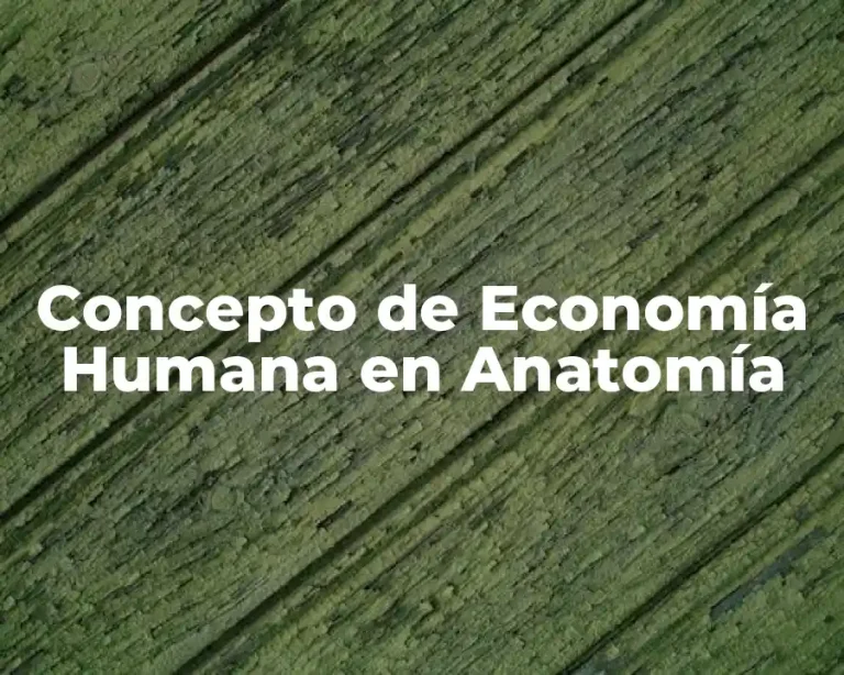 Concepto de Economía Humana en Anatomía