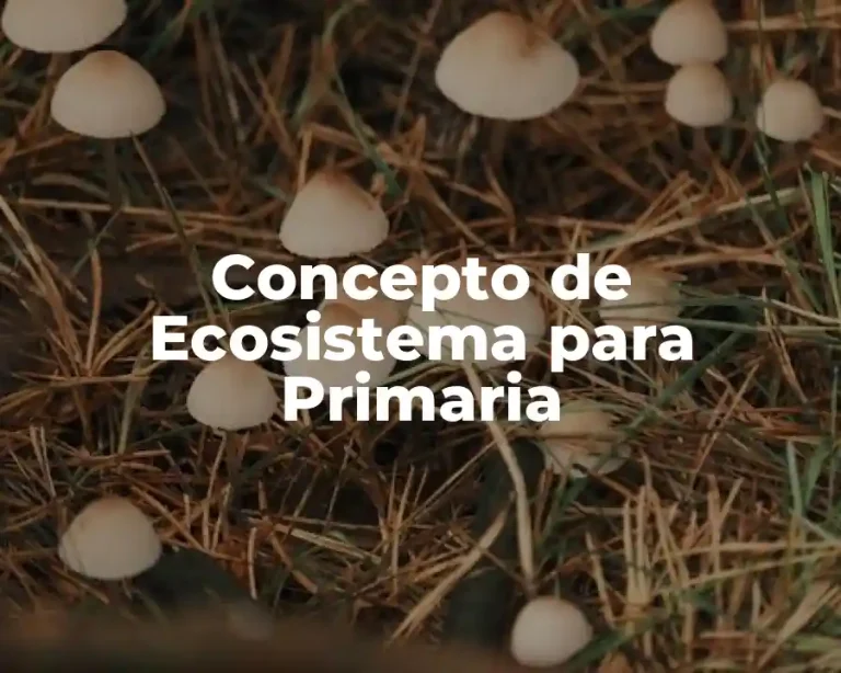 Concepto de Ecosistema para Primaria