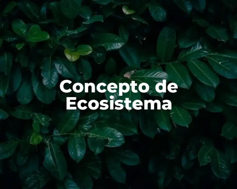 Concepto de Ecosistema