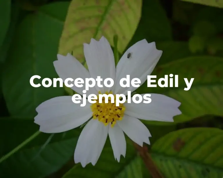 Concepto de Edil y ejemplos