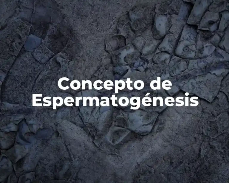 Concepto de Espermatogénesis