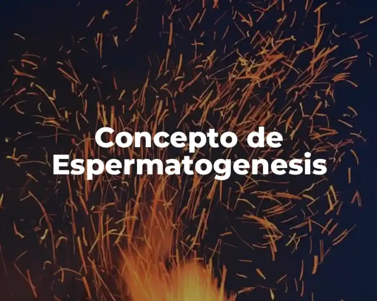 Concepto de Espermatogenesis