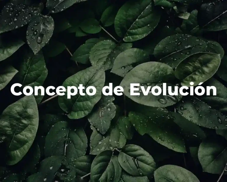 Concepto de Evolución