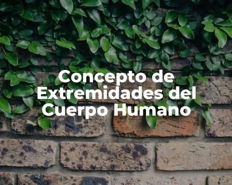 Concepto de Extremidades del Cuerpo Humano
