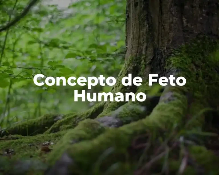 Concepto de Feto Humano