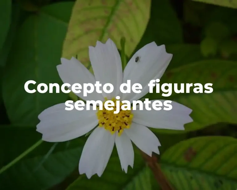 Concepto de figuras semejantes