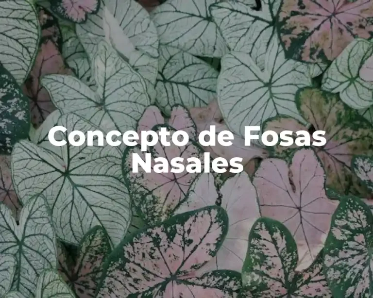 Concepto de Fosas Nasales