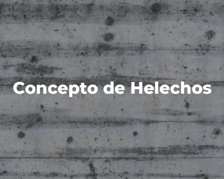 Concepto de Helechos