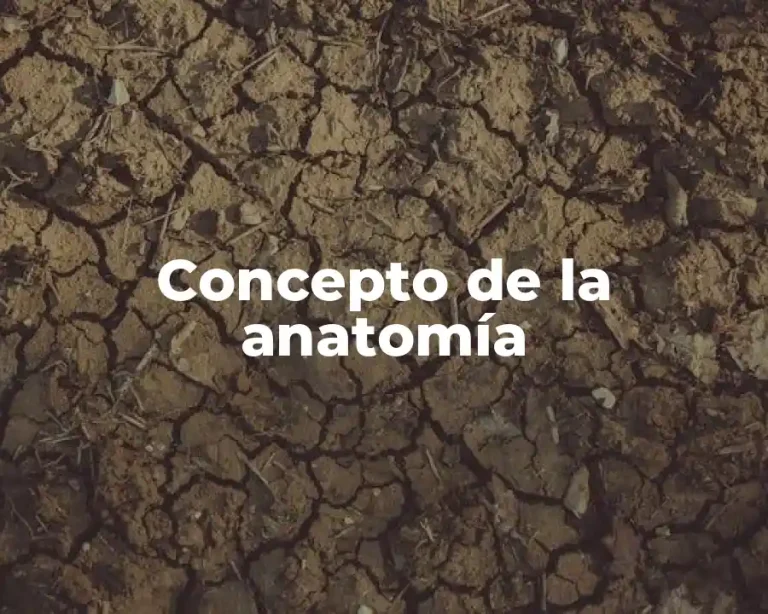 Concepto de la anatomía