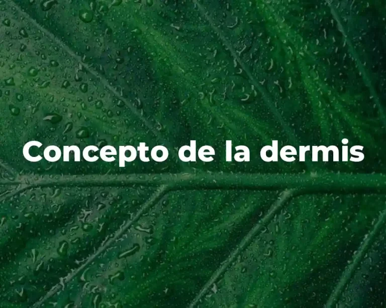 Concepto de la dermis