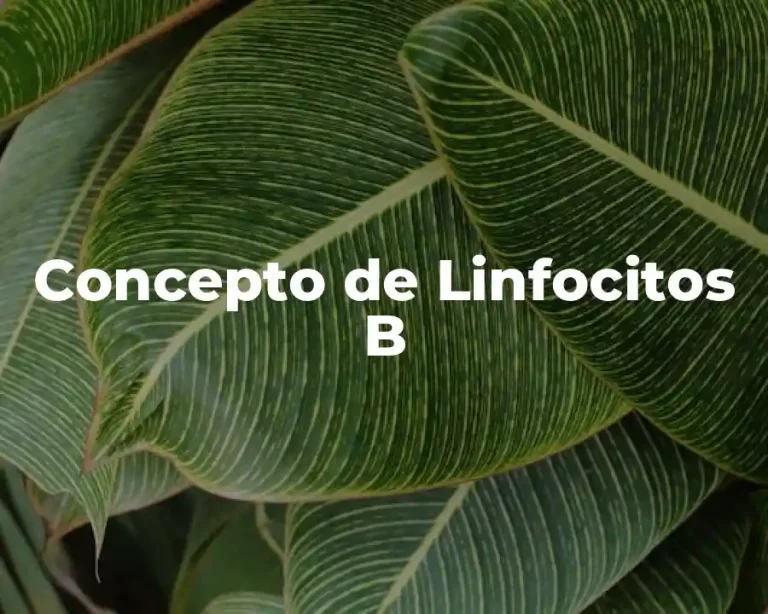 Concepto de Linfocitos B