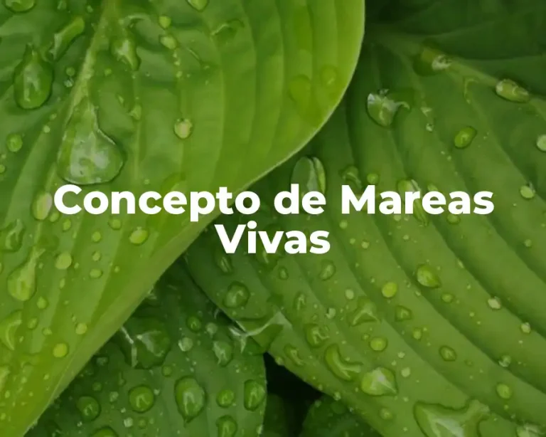 Concepto de Mareas Vivas