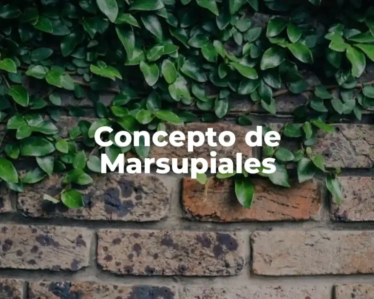 Concepto de Marsupiales