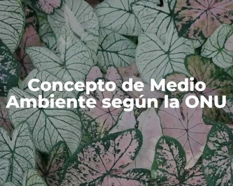 Concepto de Medio Ambiente según la ONU