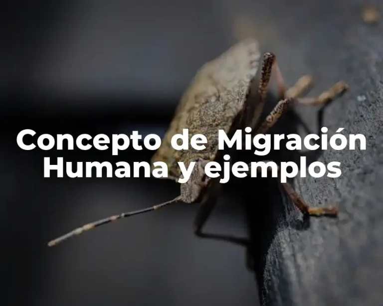 Concepto de Migración Humana y ejemplos