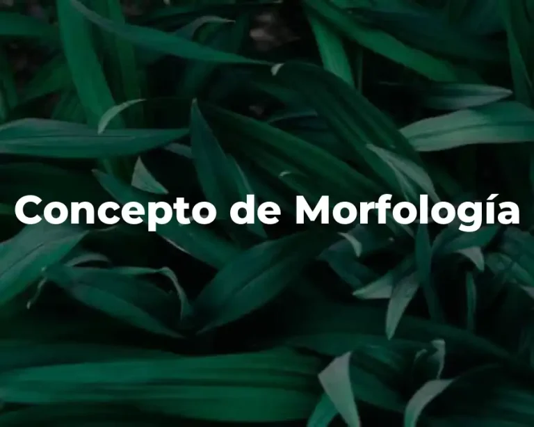 Concepto de Morfología