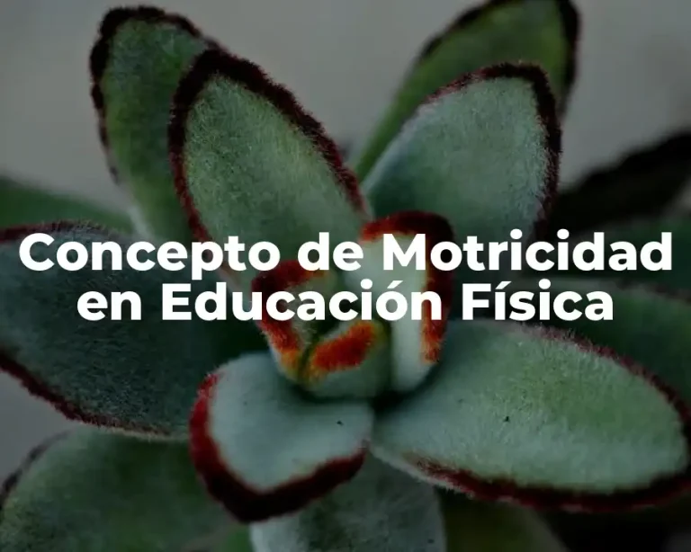 Concepto de Motricidad en Educación Física
