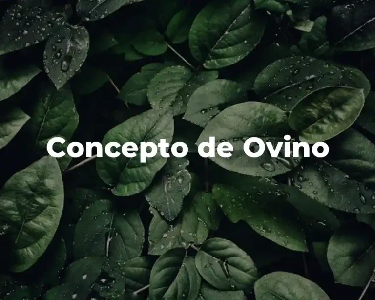 Concepto de Ovino