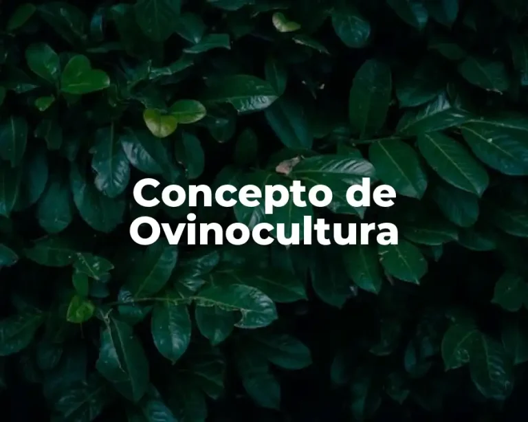 Concepto de Ovinocultura