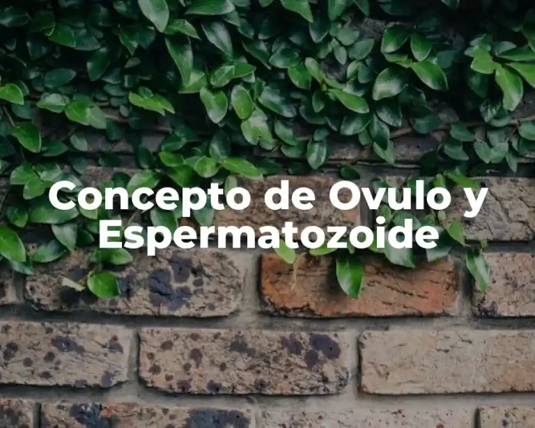 Concepto de Ovulo y Espermatozoide