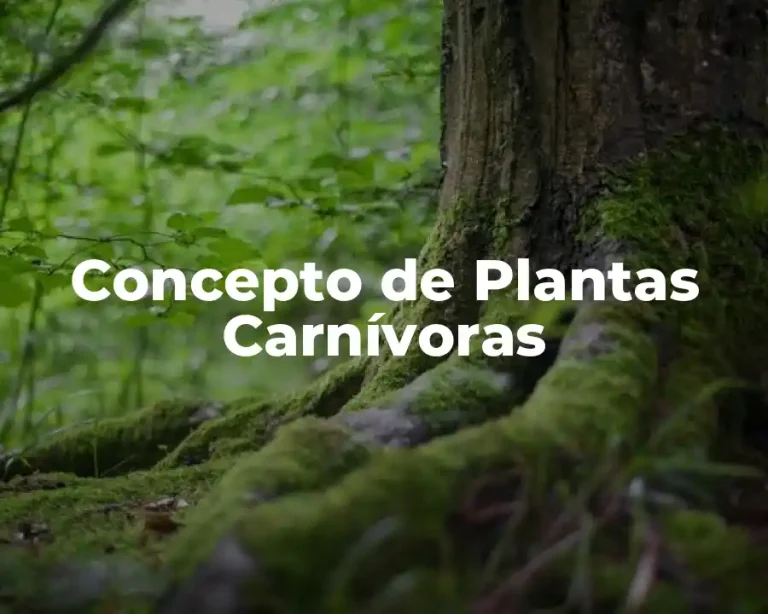 Concepto de Plantas Carnívoras
