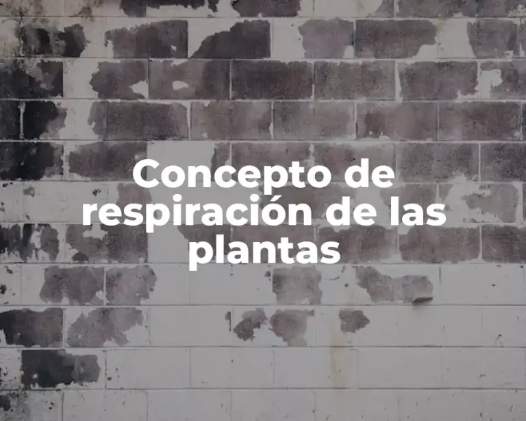 Concepto de respiración de las plantas