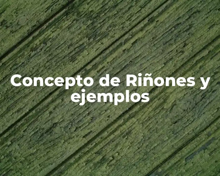 Concepto de Riñones y ejemplos