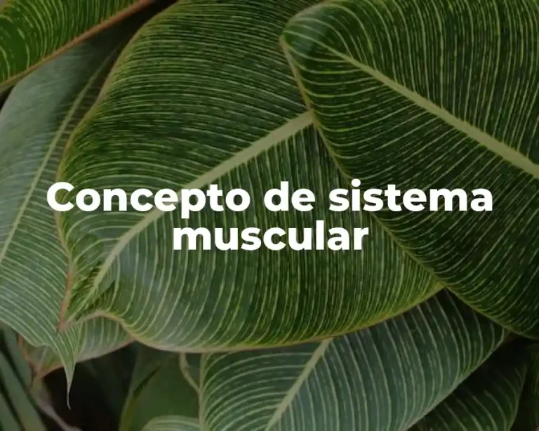 Concepto de sistema muscular