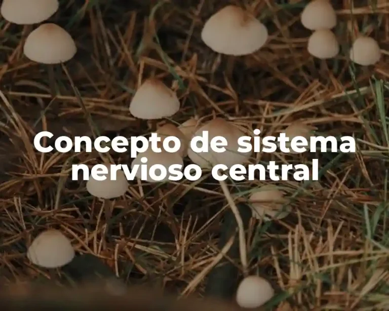 Concepto de sistema nervioso central