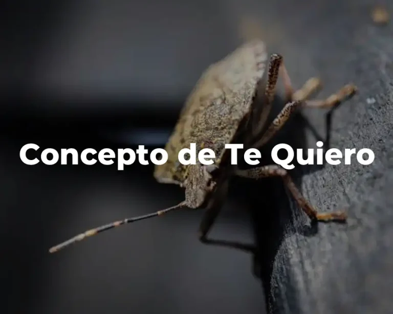Concepto de Te Quiero