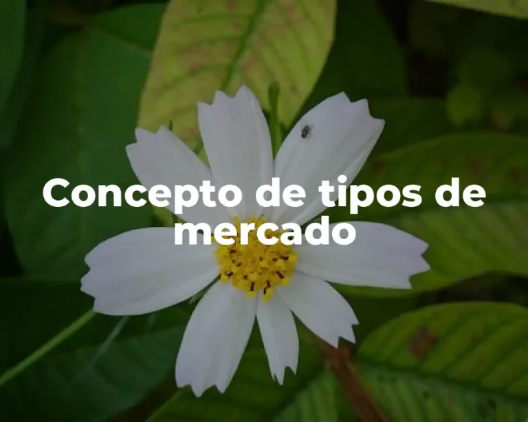 Concepto de tipos de mercado