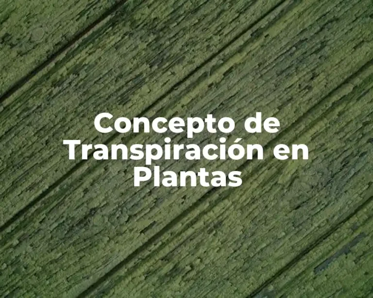 Concepto de Transpiración en Plantas