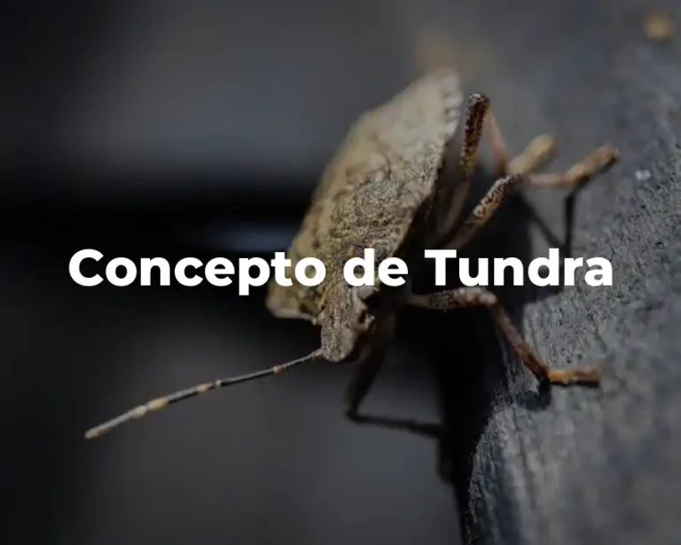 Concepto de Tundra