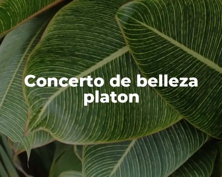 Concerto de belleza platon