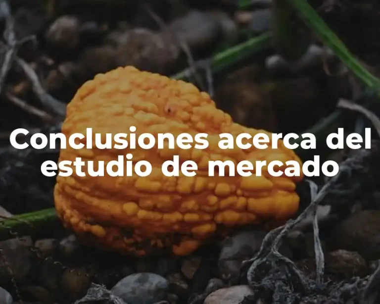 Conclusiones acerca del estudio de mercado