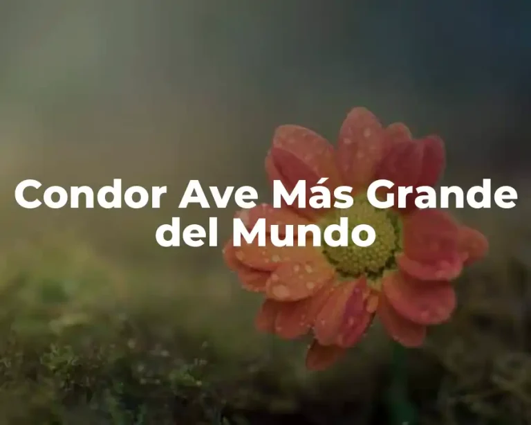 Condor Ave Más Grande del Mundo